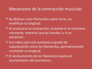 Mecanismo de la contracción muscular 
Se deslizan unos filamentos sobre otros, no 
modifican su longitud. 
Al producirse la contracción, la banda A se mantiene 
constante, mientras que las bandas I y H se 
estrechan. 
Eso indica que solo aumenta el grado de 
superposición entre los filamentos, permaneciendo 
constante su longitud. 
El deslizamiento de los filamentos explica el 
acortamiento del sarcómero-. 
 
