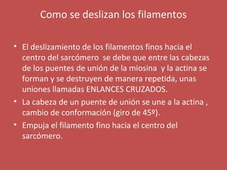 Como se deslizan los filamentos 
• El deslizamiento de los filamentos finos hacia el 
centro del sarcómero se debe que entre las cabezas 
de los puentes de unión de la miosina y la actina se 
forman y se destruyen de manera repetida, unas 
uniones llamadas ENLANCES CRUZADOS. 
• La cabeza de un puente de unión se une a la actina , 
cambio de conformación (giro de 45º). 
• Empuja el filamento fino hacia el centro del 
sarcómero. 
 