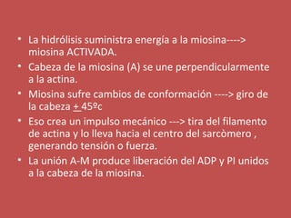 • La hidrólisis suministra energía a la miosina----> 
miosina ACTIVADA. 
• Cabeza de la miosina (A) se une perpendicularmente 
a la actina. 
• Miosina sufre cambios de conformación ----> giro de 
la cabeza + 45ºc 
• Eso crea un impulso mecánico ---> tira del filamento 
de actina y lo lleva hacia el centro del sarcòmero , 
generando tensión o fuerza. 
• La unión A-M produce liberación del ADP y PI unidos 
a la cabeza de la miosina. 
 