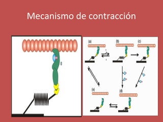 Mecanismo de contracción 
 