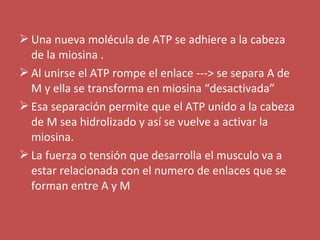 Una nueva molécula de ATP se adhiere a la cabeza 
de la miosina . 
Al unirse el ATP rompe el enlace ---> se separa A de 
M y ella se transforma en miosina “desactivada” 
Esa separación permite que el ATP unido a la cabeza 
de M sea hidrolizado y así se vuelve a activar la 
miosina. 
La fuerza o tensión que desarrolla el musculo va a 
estar relacionada con el numero de enlaces que se 
forman entre A y M 
 