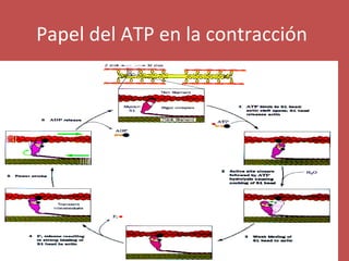 Papel del ATP en la contracción 
 