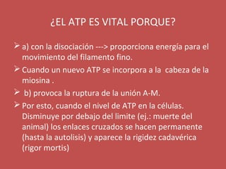 ¿EL ATP ES VITAL PORQUE? 
a) con la disociación ---> proporciona energía para el 
movimiento del filamento fino. 
Cuando un nuevo ATP se incorpora a la cabeza de la 
miosina . 
 b) provoca la ruptura de la unión A-M. 
Por esto, cuando el nivel de ATP en la células. 
Disminuye por debajo del limite (ej.: muerte del 
animal) los enlaces cruzados se hacen permanente 
(hasta la autolisis) y aparece la rigidez cadavérica 
(rigor mortis) 
 