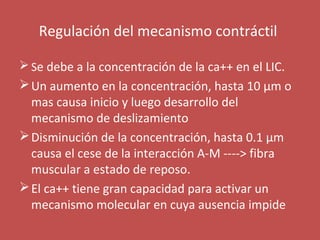 Regulación del mecanismo contráctil 
Se debe a la concentración de la ca++ en el LIC. 
Un aumento en la concentración, hasta 10 μm o 
mas causa inicio y luego desarrollo del 
mecanismo de deslizamiento 
Disminución de la concentración, hasta 0.1 μm 
causa el cese de la interacción A-M ----> fibra 
muscular a estado de reposo. 
El ca++ tiene gran capacidad para activar un 
mecanismo molecular en cuya ausencia impide 
 