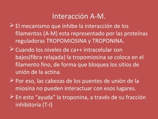 Interacción A-M. 
El mecanismo que inhibe la interacción de los 
filamentos (A-M) esta representado por las proteínas 
reguladoras TROPOMIOSINA y TROPONINA. 
Cuando los niveles de ca++ intracelular son 
bajos(fibra relajada) la tropomiosina se coloca en el 
filamento fino, de forma que bloquea los sitios de 
unión de la actina. 
Por eso, las cabezas de los puentes de unión de la 
miosina no pueden interactuar con esos lugares. 
En esto “ayuda” la troponina, a través de su fracción 
inhibitoria (T-I) 
 