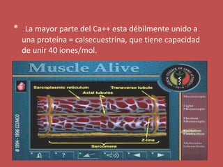 * La mayor parte del Ca++ esta débilmente unido a 
una proteína = calsecuestrina, que tiene capacidad 
de unir 40 iones/mol. 
 