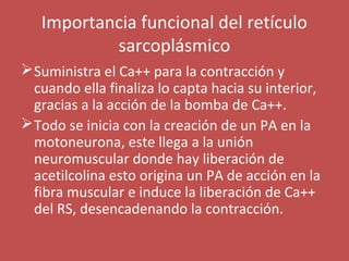 Importancia funcional del retículo 
sarcoplásmico 
Suministra el Ca++ para la contracción y 
cuando ella finaliza lo capta hacia su interior, 
gracias a la acción de la bomba de Ca++. 
Todo se inicia con la creación de un PA en la 
motoneurona, este llega a la unión 
neuromuscular donde hay liberación de 
acetilcolina esto origina un PA de acción en la 
fibra muscular e induce la liberación de Ca++ 
del RS, desencadenando la contracción. 
 