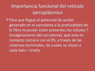 Importancia funcional del retículo 
sarcoplásmico 
Para que llegue el potencial de acción 
generado en el sarcolema a la profundidad de 
la fibra muscular están presentes los túbulos T 
(invaginaciones del sarcolema), que esta en 
contacto cercano con el RS, a través de las 
cisternas terminales, las cuales se sitúan a 
cada lado = triada 
 
