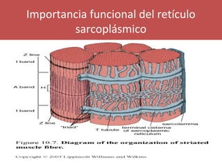 Importancia funcional del retículo 
sarcoplásmico 
 