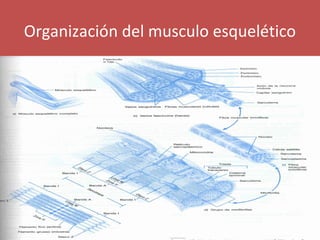 Organización del musculo esquelético 
 