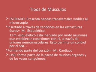 Tipos de Músculos 
ESTRIADO: Presenta bandas transversales visibles al 
microscopio 
*Insertado a través de tendones en las estructuras 
óseas= M . Esquelético. 
El m. esquelético esta inervado por moto neuronas 
que establecen conexiones con el, a través de 
uniones neuromusculares. Esto permite un control 
por el SNC . 
*Formando parte del corazón =M . Cardiaco 
LIS0: forma parte de la pared de muchos órganos y 
de los vasos sanguíneos. 
 