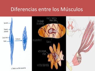 Diferencias entre los Músculos 
 