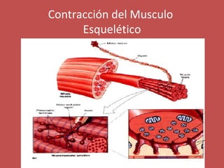 Contracción del Musculo 
Esquelético 
 