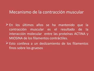 Mecanismo de la contracción muscular 
En los últimos años se ha mantenido que la 
contracción muscular es el resultado de la 
interacción molecular entre las proteínas ACTINA y 
MIOSINA de los filamentos contráctiles. 
Esto conlleva a un deslizamiento de los filamentos 
finos sobre los gruesos 
 