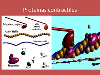 Proteínas contráctiles 
 