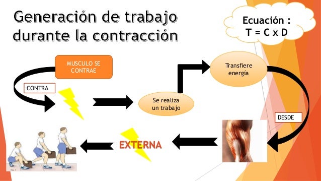 Resultado de imagen para trabajo en la contracciÃ³n muscular