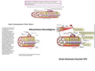Mecanismos Neurológicos
Anaís Hartmann Sección VP1
 