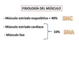 FISIOLOGÍA DEL MÚSCULO
- Músculo estriado esquelético = 40%
- Músculo estriado cardiaco
- Músculo liso
10%
 