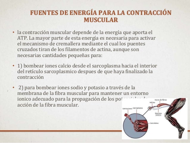 Contraccion del musculo esqueletico