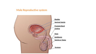 Male Reproductive system
 