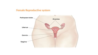 Female Reproductive system
 