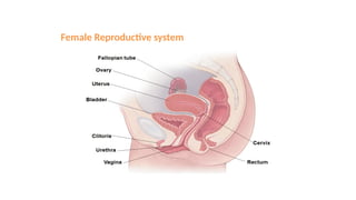 Female Reproductive system
 