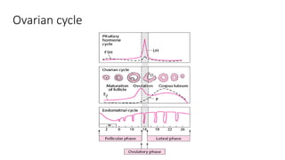 Ovarian cycle
 
