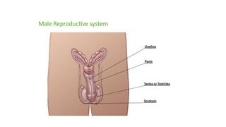 Male Reproductive system
 