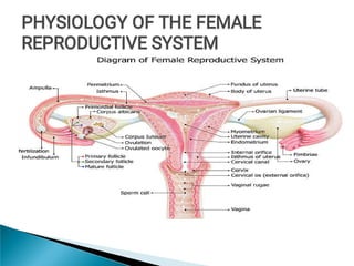 PHYSIOLOGY OF THE FEMALE
REPRODUCTIVE SYSTEM
PHYSIOLOGY OF THE FEMALE
REPRODUCTIVE SYSTEM
PHYSIOLOGY OF THE FEMALE
REPRODUCTIVE SYSTEM
 