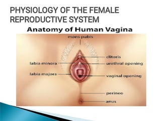PHYSIOLOGY OF THE FEMALE
REPRODUCTIVE SYSTEM
PHYSIOLOGY OF THE FEMALE
REPRODUCTIVE SYSTEM
PHYSIOLOGY OF THE FEMALE
REPRODUCTIVE SYSTEM
 