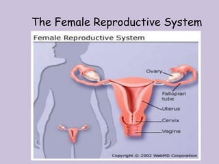 The Female Reproductive System
 