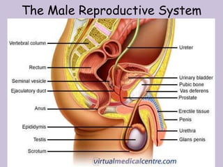 The Male Reproductive System
 