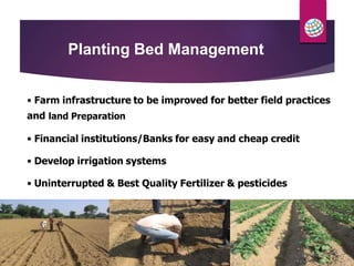 21
Planting Bed Management
• Farm infrastructure to be improved for better field practices
and land Preparation
• Financial institutions/Banks for easy and cheap credit
• Develop irrigation systems
• Uninterrupted & Best Quality Fertilizer & pesticides
 