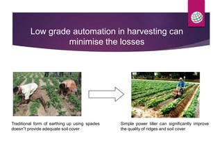 Low grade automation in harvesting can
minimise the losses
Traditional form of earthing up using spades Simple power tiller can significantly improve
doesn‟t provide adequate soil cover the quality of ridges and soil cover
 