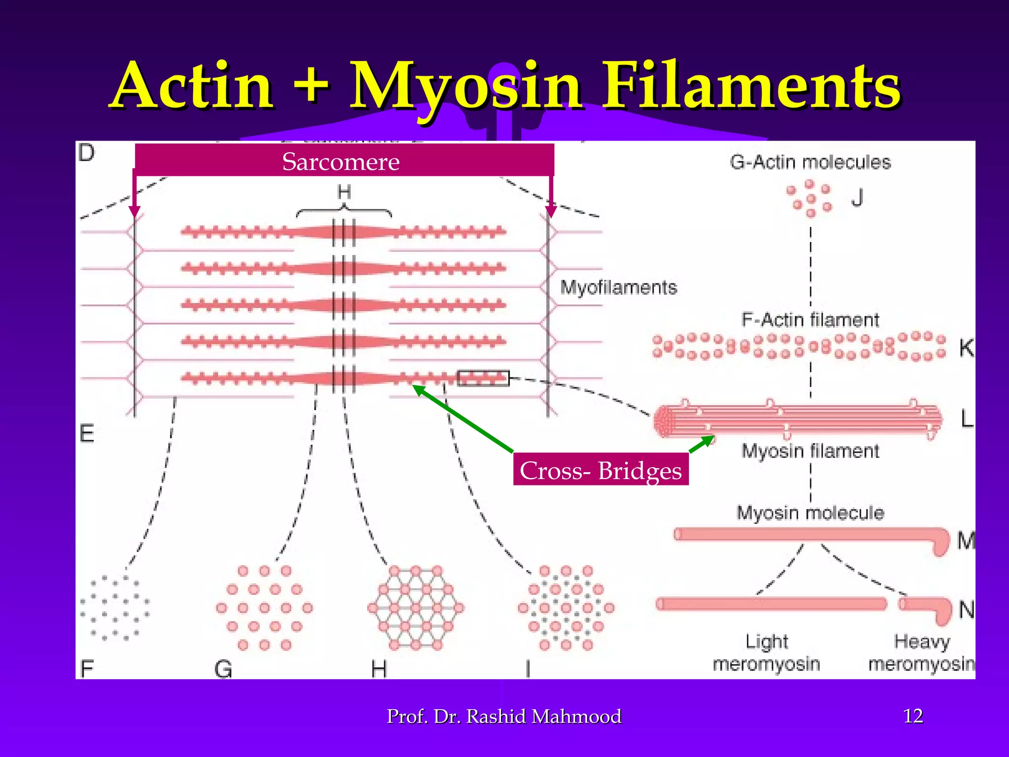 1212
Actin + Myosin FilamentsActin + Myosin Filaments
Cross- Bridges
Sarcomere
Prof. Dr. Rashid MahmoodProf. Dr. Rashid Mahmood
 