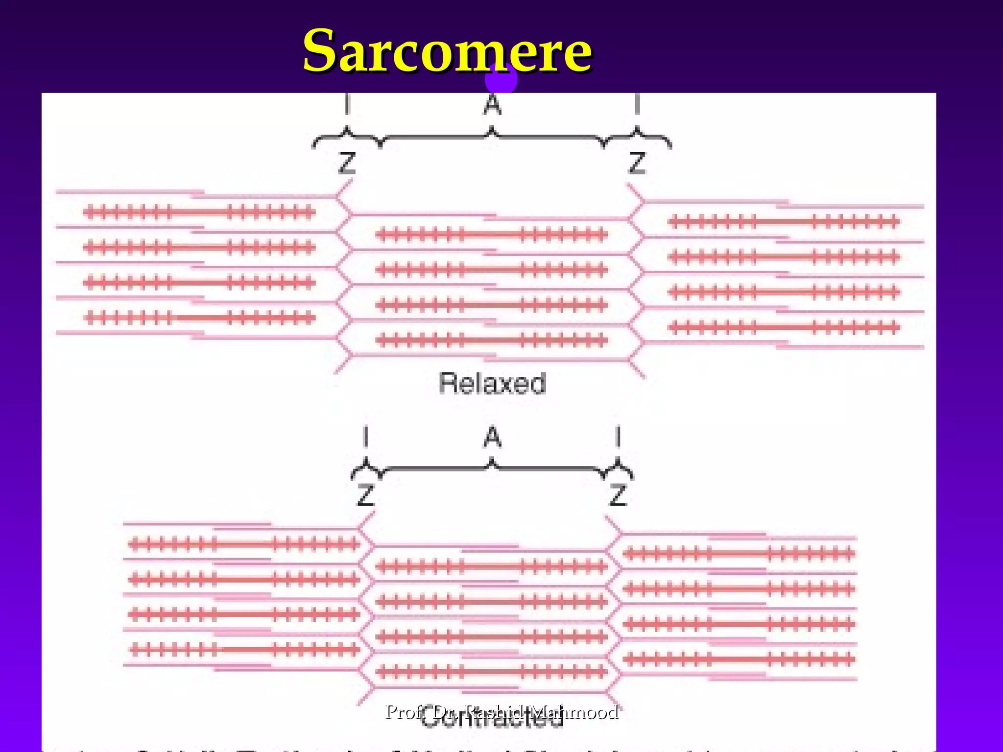 1313
SarcomereSarcomere
Prof. Dr. Rashid MahmoodProf. Dr. Rashid Mahmood
 