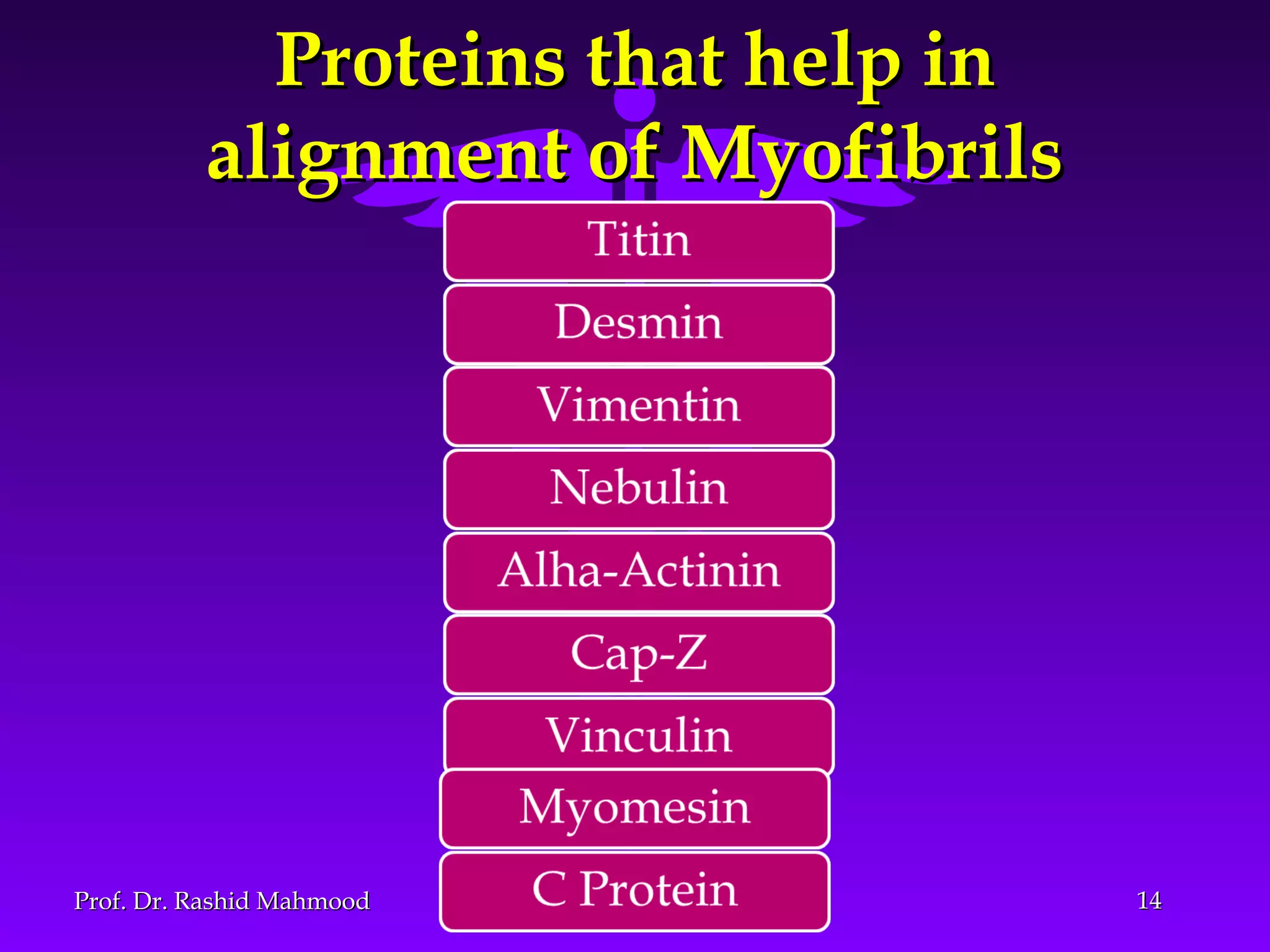 Proteins that help inProteins that help in
alignment of Myofibrilsalignment of Myofibrils
1414Prof. Dr. Rashid MahmoodProf. Dr. Rashid Mahmood
 