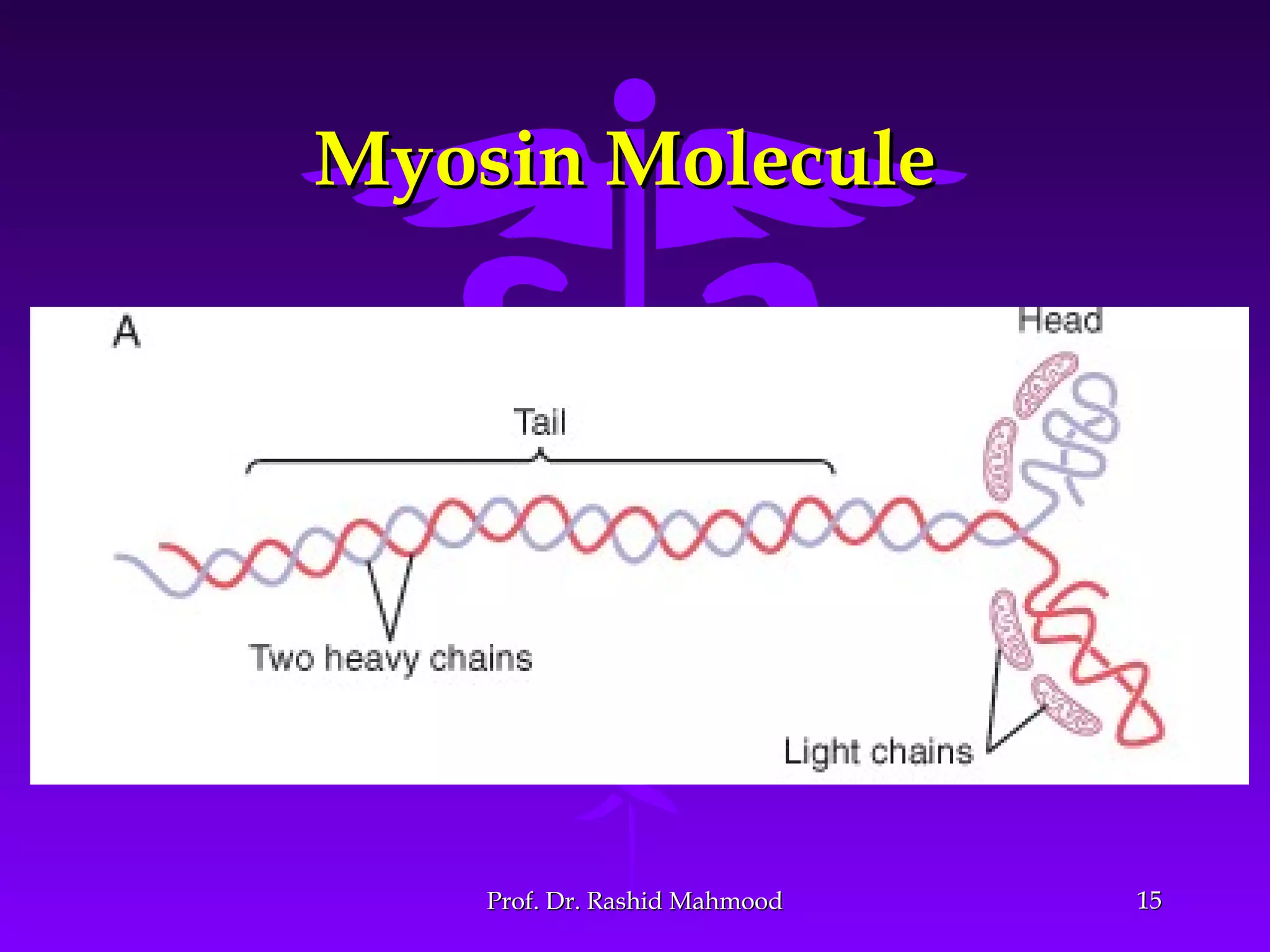 1515
Myosin MoleculeMyosin Molecule
Prof. Dr. Rashid MahmoodProf. Dr. Rashid Mahmood
 