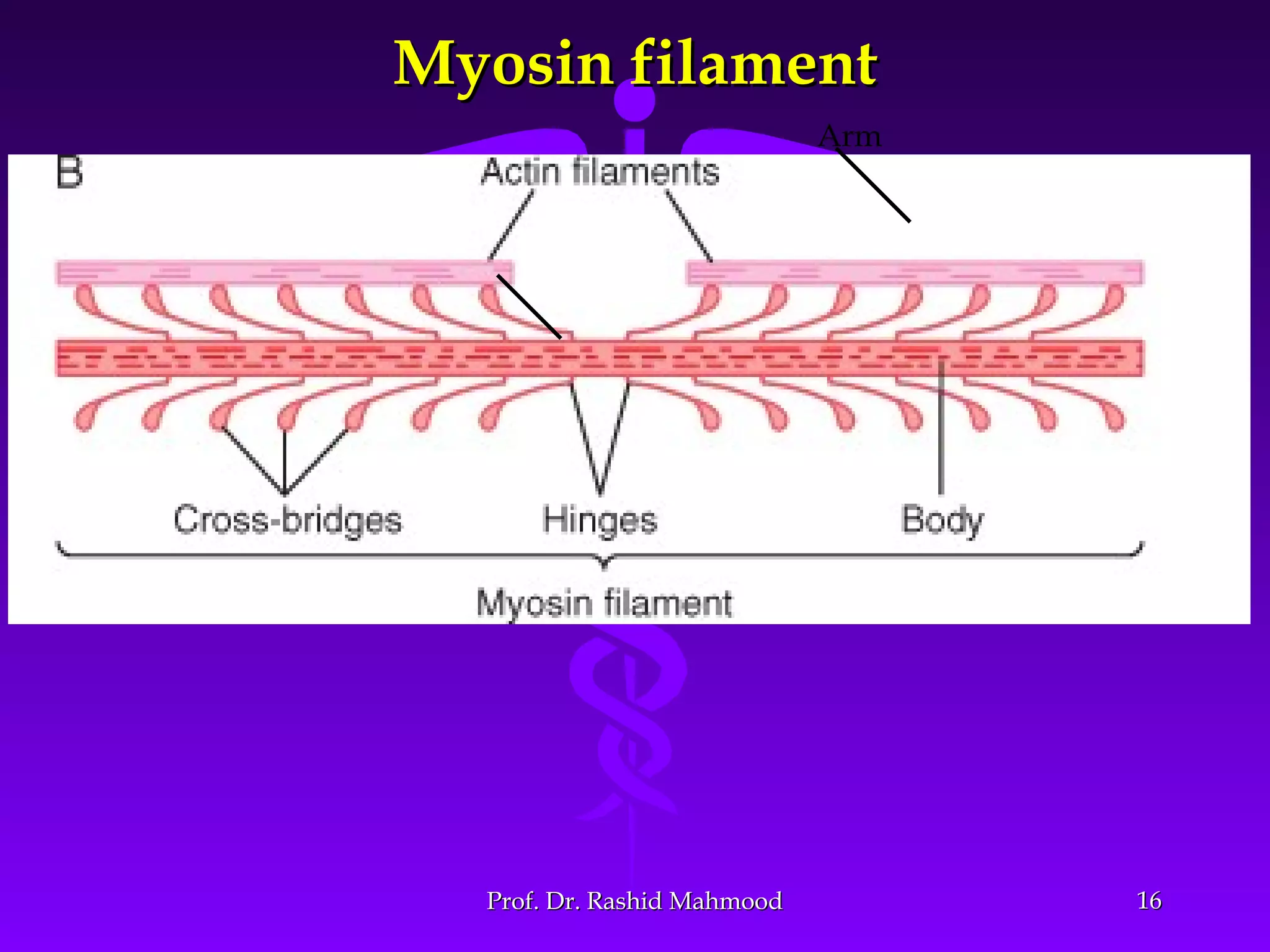 1616
Myosin filamentMyosin filament
Arm
Prof. Dr. Rashid MahmoodProf. Dr. Rashid Mahmood
 