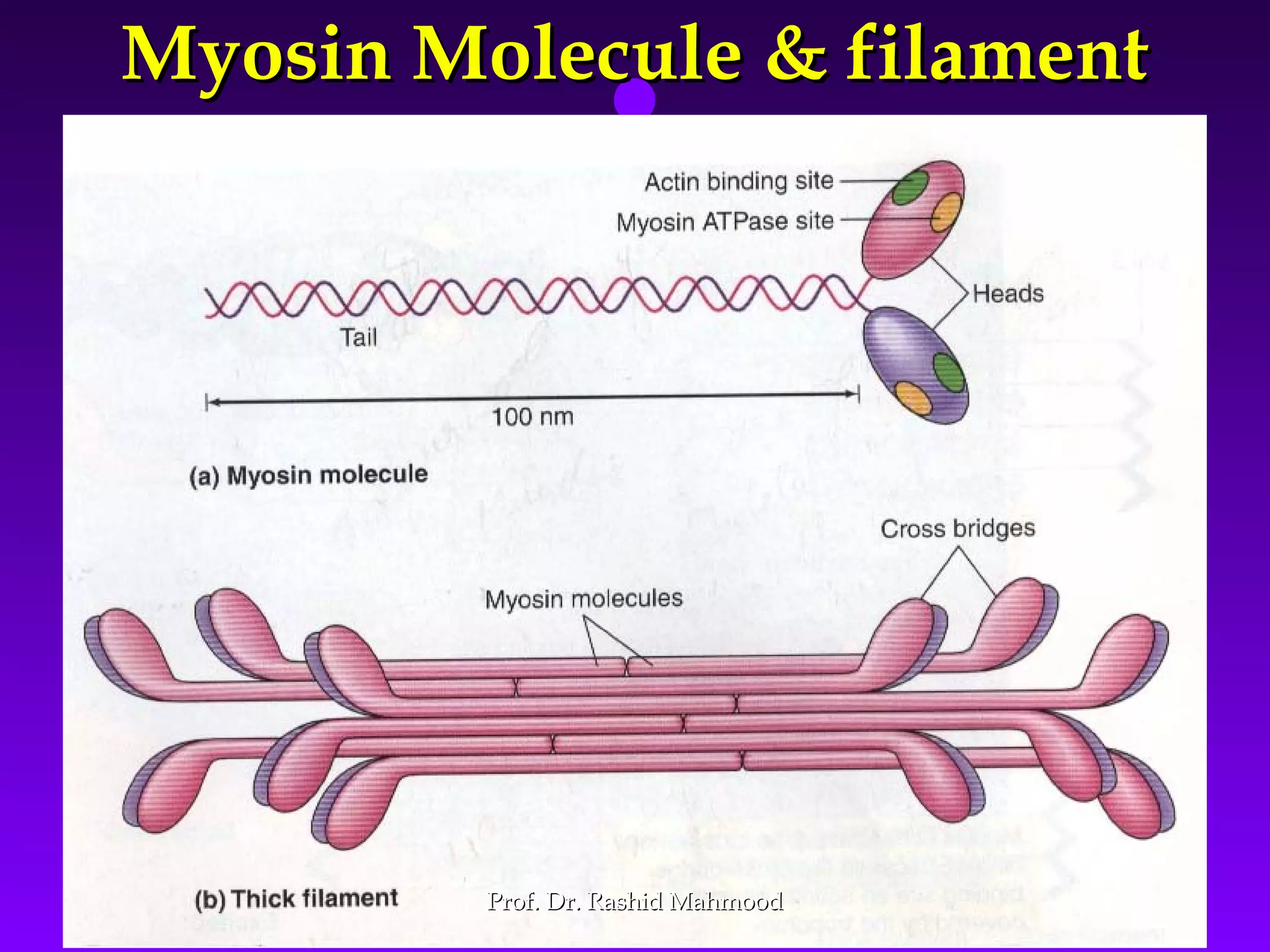 1717
Myosin Molecule & filamentMyosin Molecule & filament
Prof. Dr. Rashid MahmoodProf. Dr. Rashid Mahmood
 