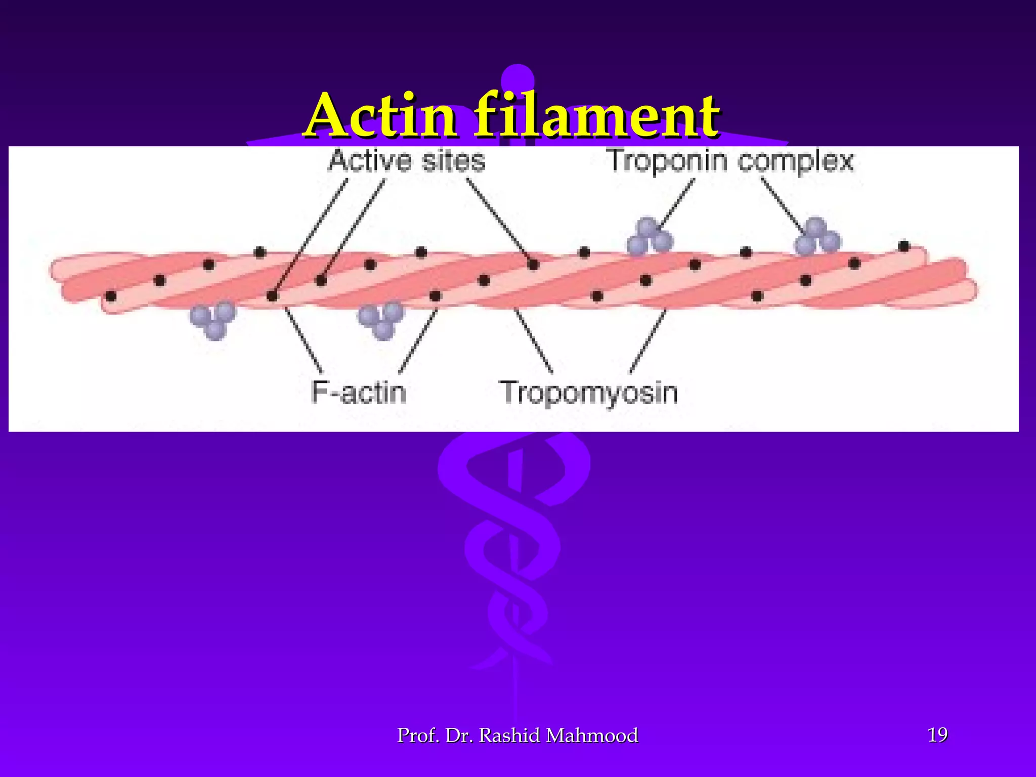 1919
Actin filamentActin filament
Prof. Dr. Rashid MahmoodProf. Dr. Rashid Mahmood
 