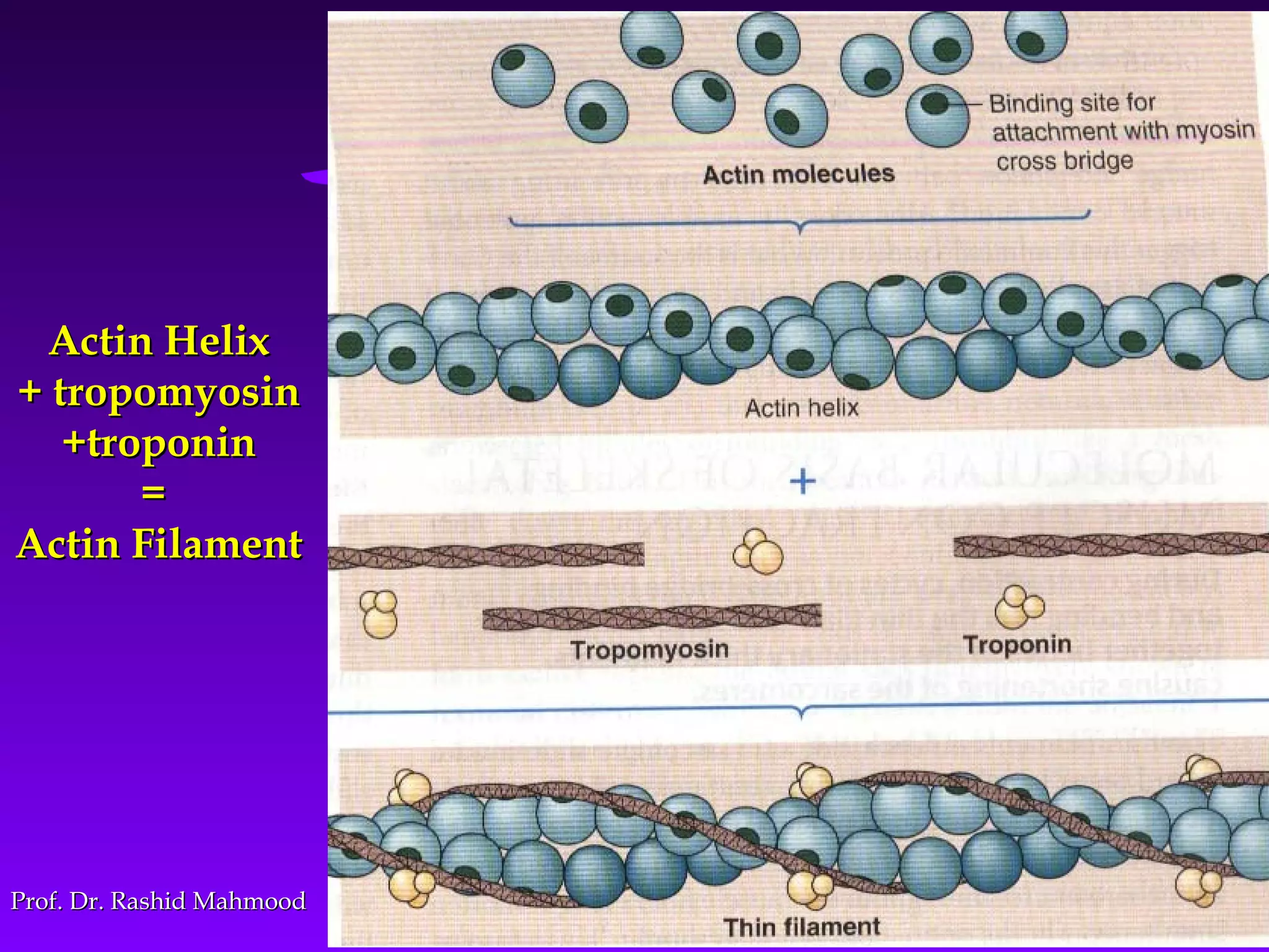 2020
Actin HelixActin Helix
+ tropomyosin+ tropomyosin
+troponin+troponin
==
Actin FilamentActin Filament
Prof. Dr. Rashid MahmoodProf. Dr. Rashid Mahmood
 