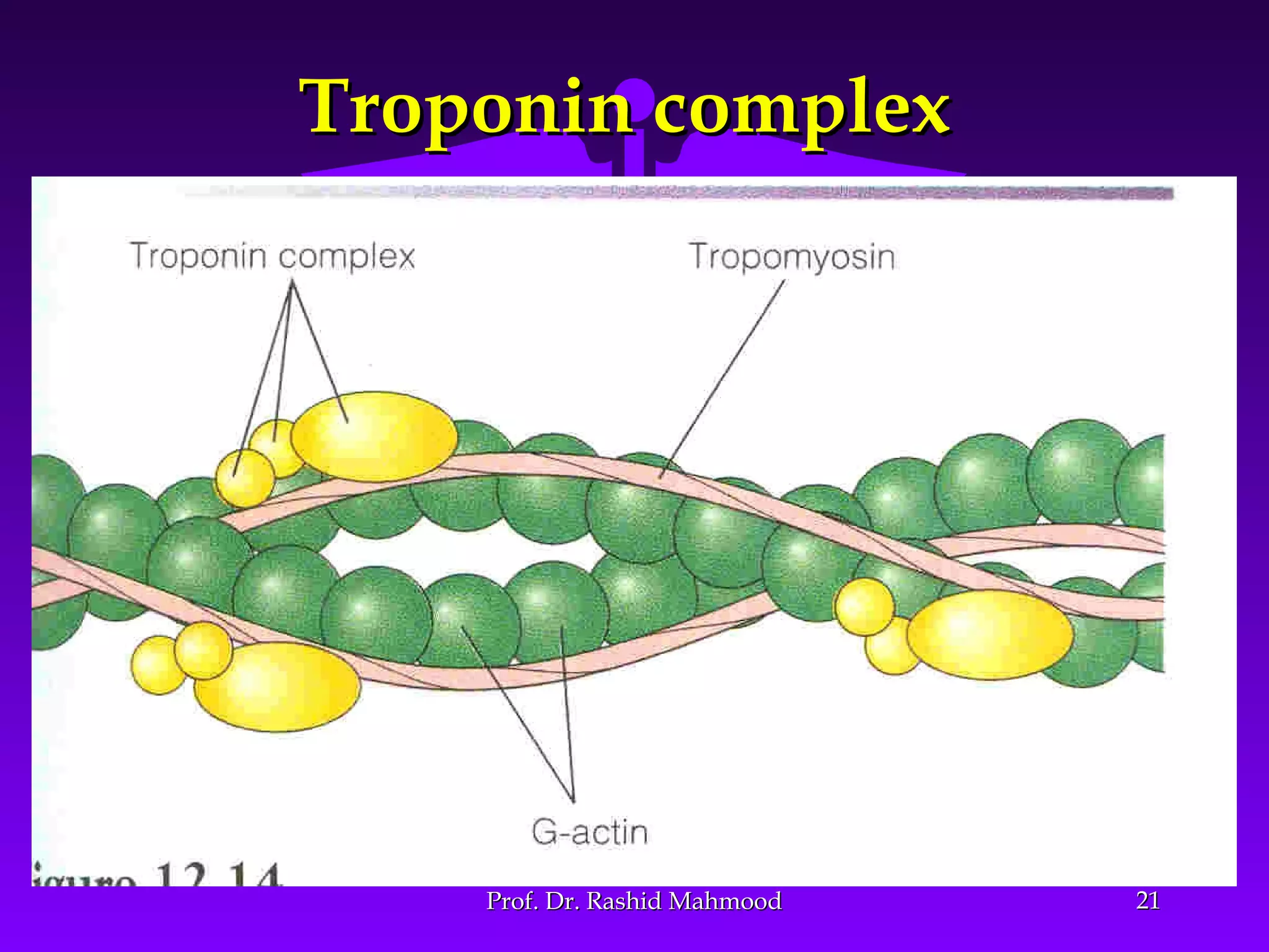 2121
Troponin complexTroponin complex
Prof. Dr. Rashid MahmoodProf. Dr. Rashid Mahmood
 