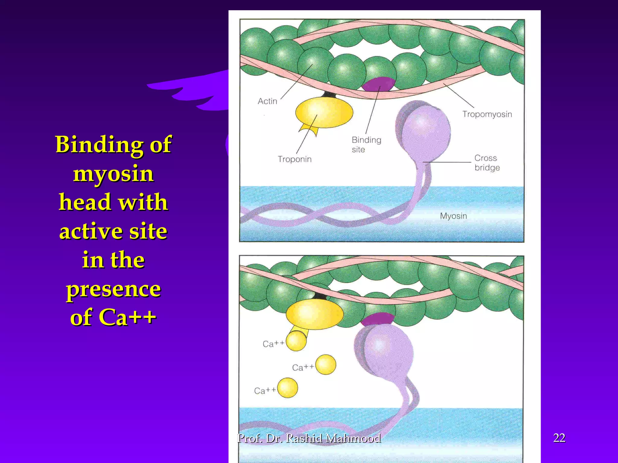 2222
Binding ofBinding of
myosinmyosin
head withhead with
active siteactive site
in thein the
presencepresence
of Ca++of Ca++
Prof. Dr. Rashid MahmoodProf. Dr. Rashid Mahmood
 