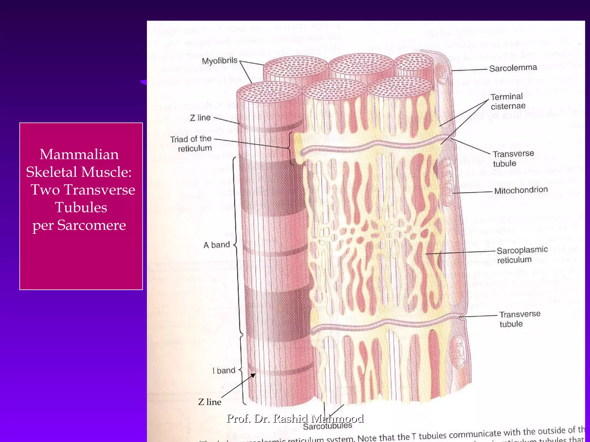 2323
Mammalian
Skeletal Muscle:
Two Transverse
Tubules
per Sarcomere
Z line
Prof. Dr. Rashid MahmoodProf. Dr. Rashid Mahmood
 