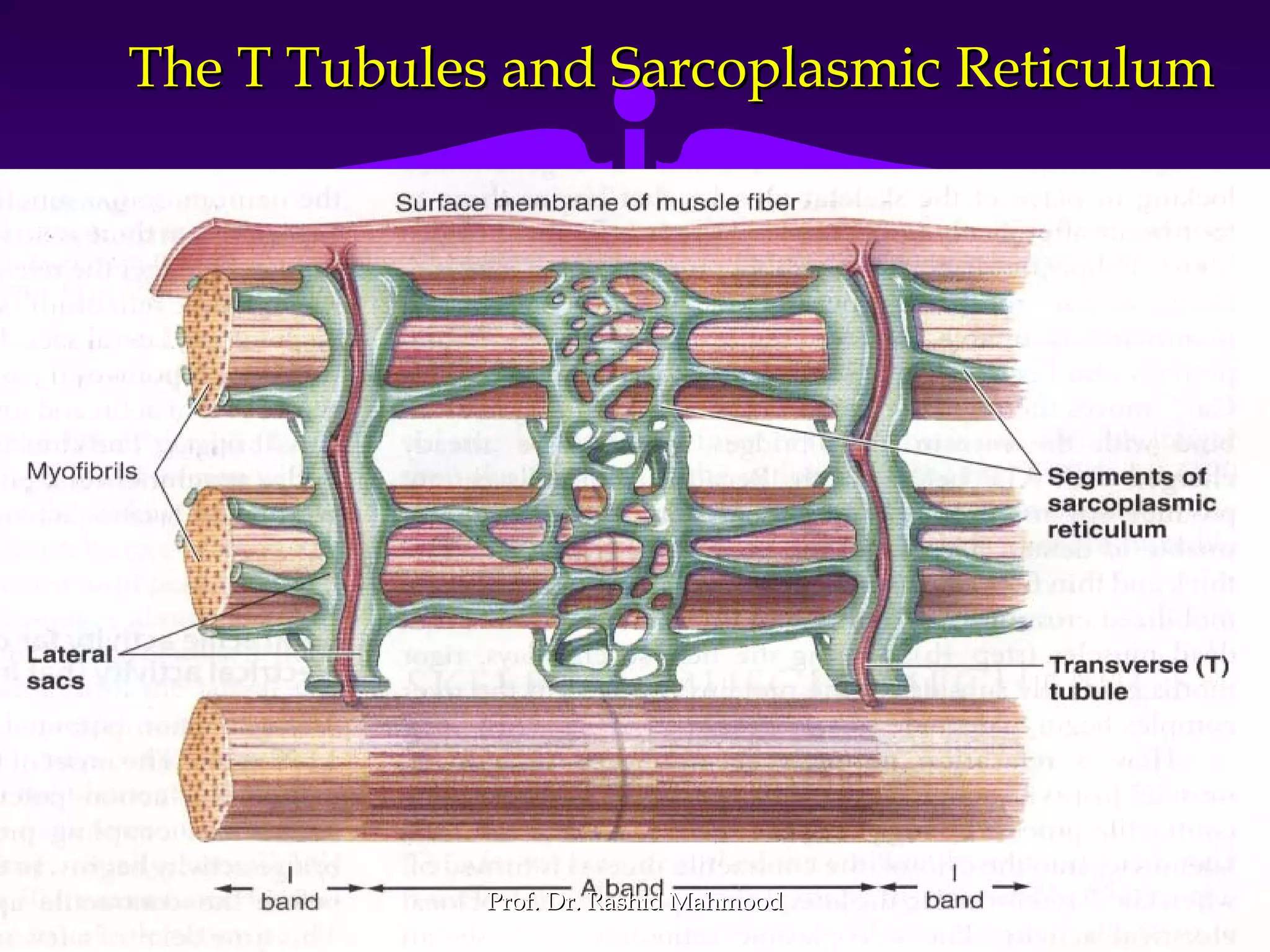 2424
The T Tubules and Sarcoplasmic ReticulumThe T Tubules and Sarcoplasmic Reticulum
Prof. Dr. Rashid MahmoodProf. Dr. Rashid Mahmood
 