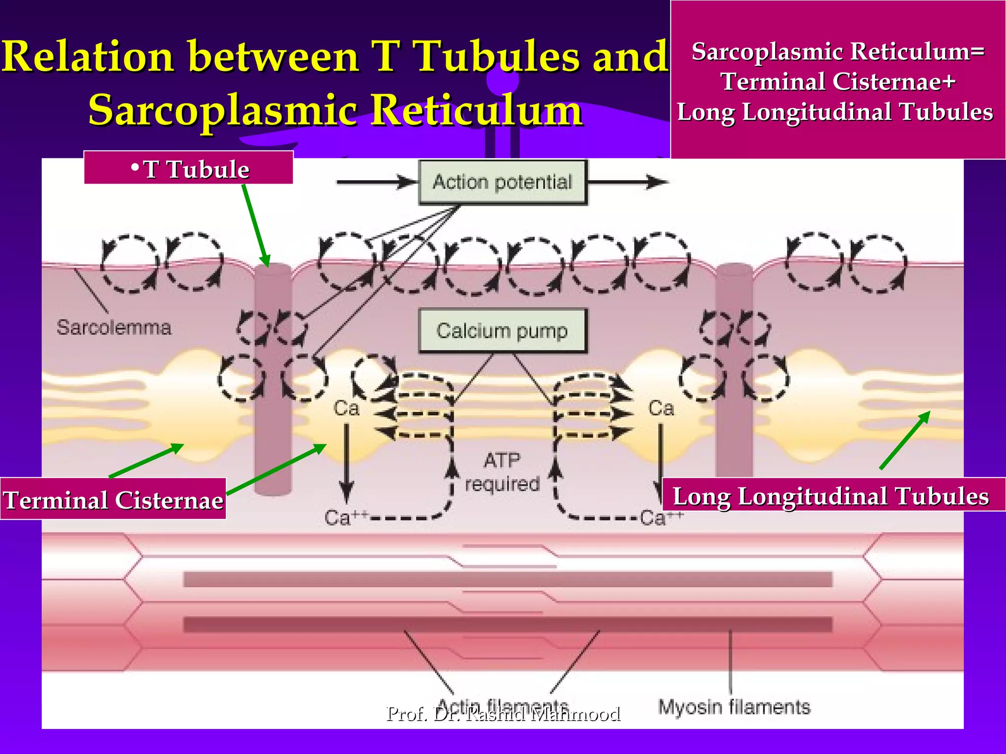 2525
Relation between T Tubules andRelation between T Tubules and
Sarcoplasmic ReticulumSarcoplasmic Reticulum
Sarcoplasmic Reticulum=Sarcoplasmic Reticulum=
Terminal Cisternae+Terminal Cisternae+
Long Longitudinal TubulesLong Longitudinal Tubules
Terminal CisternaeTerminal Cisternae Long Longitudinal TubulesLong Longitudinal Tubules
•T TubuleT Tubule
Prof. Dr. Rashid MahmoodProf. Dr. Rashid Mahmood
 