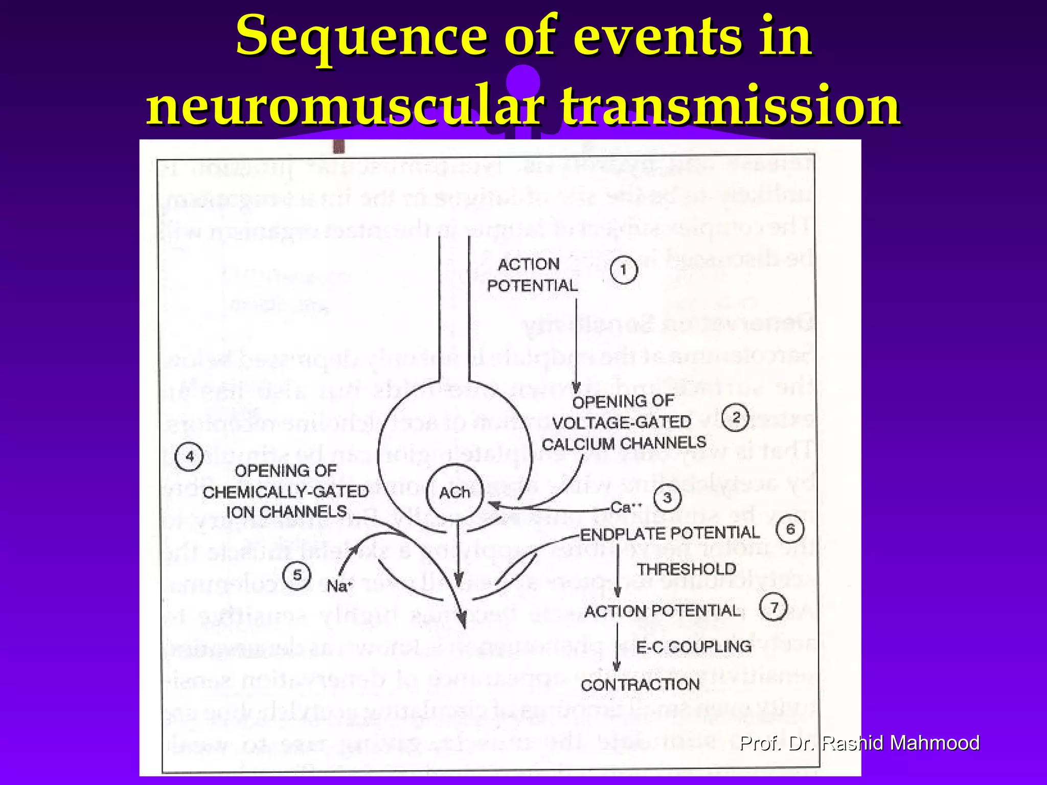 2828
Sequence of events inSequence of events in
neuromuscular transmissionneuromuscular transmission
Prof. Dr. Rashid MahmoodProf. Dr. Rashid Mahmood
 