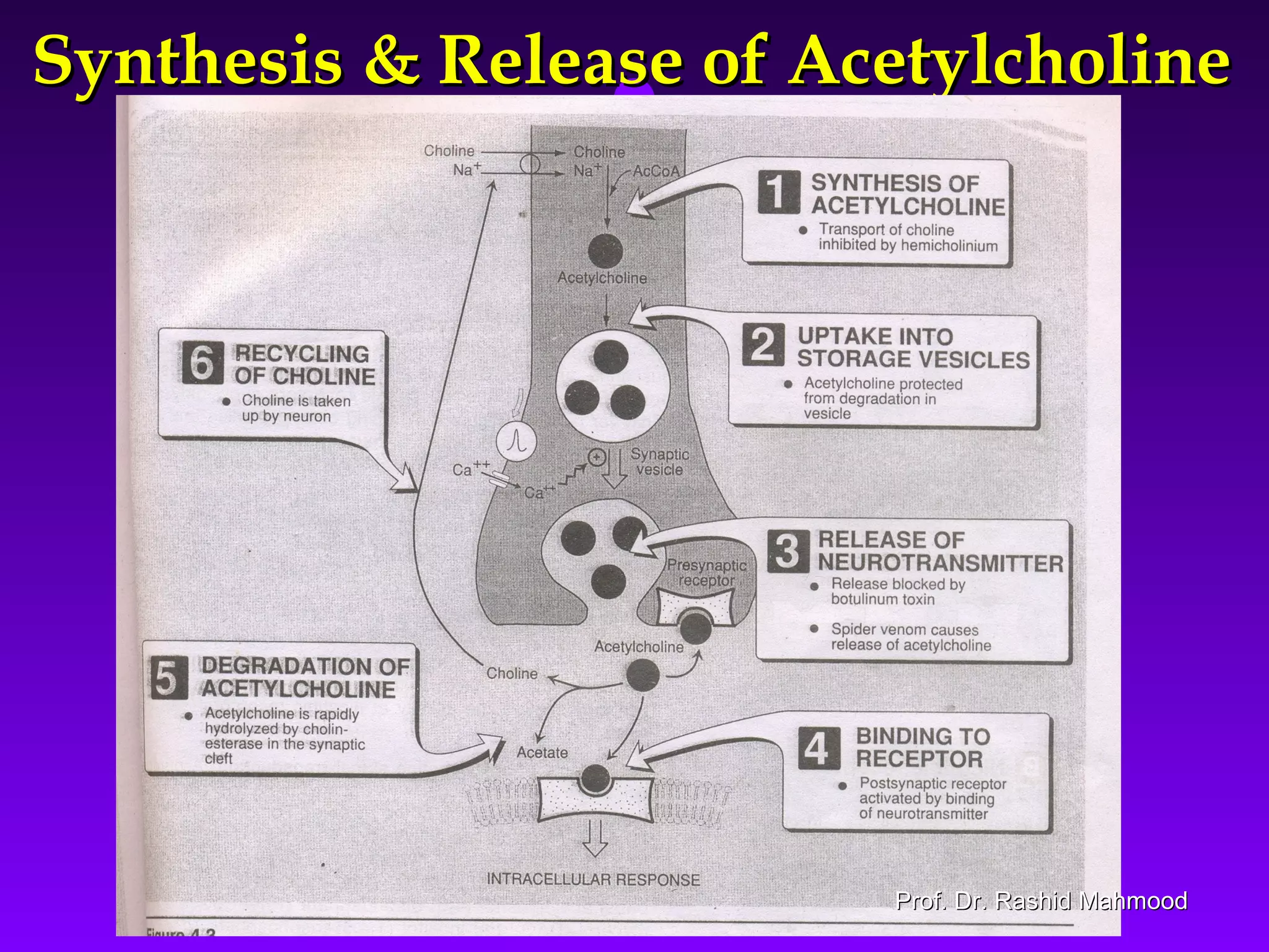2929
Synthesis & Release of AcetylcholineSynthesis & Release of Acetylcholine
Prof. Dr. Rashid MahmoodProf. Dr. Rashid Mahmood
 