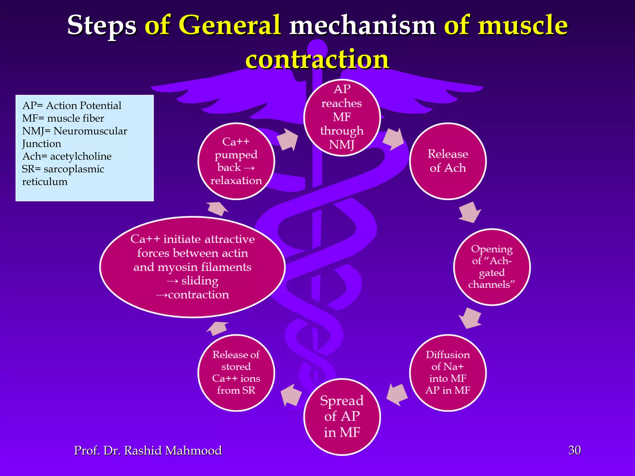 3030
StepsSteps of Generalof General mechanismmechanism of muscleof muscle
contractioncontraction
Prof. Dr. Rashid MahmoodProf. Dr. Rashid Mahmood
AP= Action Potential
MF= muscle fiber
NMJ= Neuromuscular
Junction
Ach= acetylcholine
SR= sarcoplasmic
reticulum
 